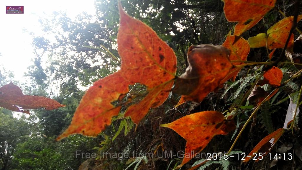 20151225red leaves-IMG_141301_HDR.jpg
